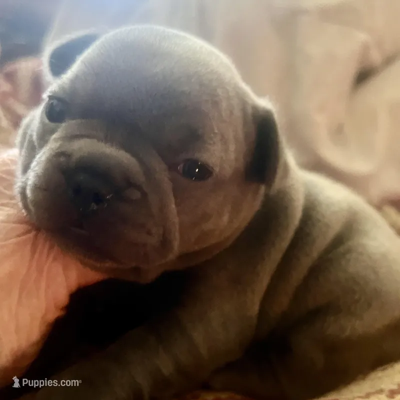 Madeline  – French Bulldog puppy for sale in Clarence, NY