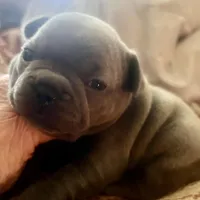 Madeline , a female French Bulldog for sale in Clarence, NY – Photo 1 of 5