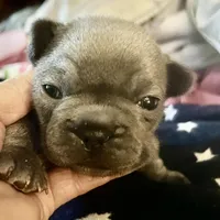 Madeline , a female French Bulldog for sale in Clarence, NY – Photo 4 of 5