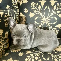Madeline , a female French Bulldog for sale in Clarence, NY – 4 of 6