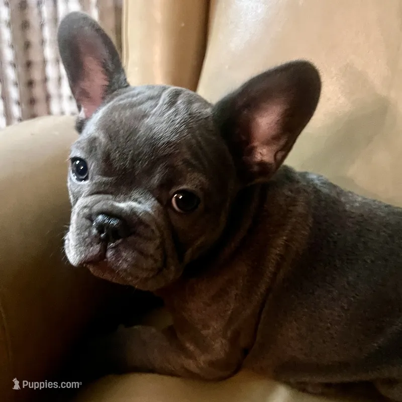 Madeline  – French Bulldog puppy for sale in Clarence, NY