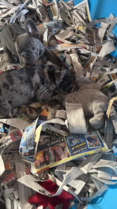 Macho.   Chocolate merle, a male French Bulldog for sale in Clarence, NY – 9 of 9