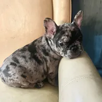 Macho.   Chocolate merle, a male French Bulldog for sale in Clarence, NY – 4 of 9