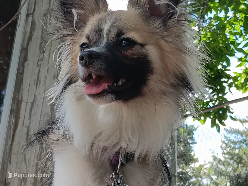 Nugget – Papillon puppy for sale in Pensacola Station, FL
