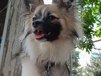 Nugget, a male Papillon for sale in Pensacola Station, FL – 1 of 1