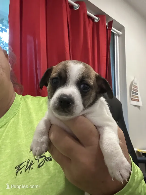 Female Chihuahua, A Puppy – Chihuahua puppy for sale in Pensacola Station, FL