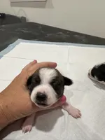 Chihuahua female puppy , a female Chihuahua for sale in Pensacola Station, FL – 2 of 2