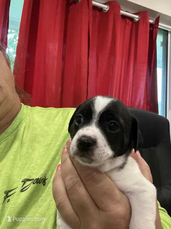 Female puppy – Chihuahua puppy for sale in Pensacola Station, FL
