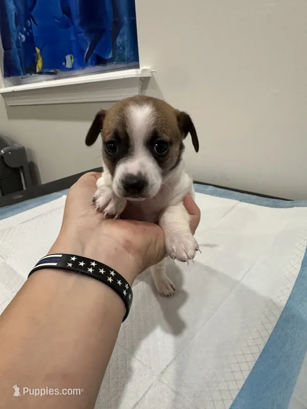 Puppy Chihuahua – Chihuahua puppy for sale in Pensacola Station, FL