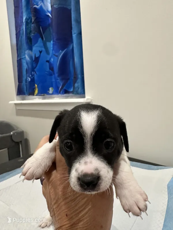 Baby girl – Chihuahua puppy for sale in Pensacola Station, FL