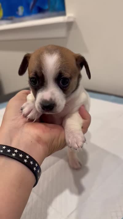 Puppy Chihuahua, a female Chihuahua for sale in Pensacola Station, FL – 3 of 3