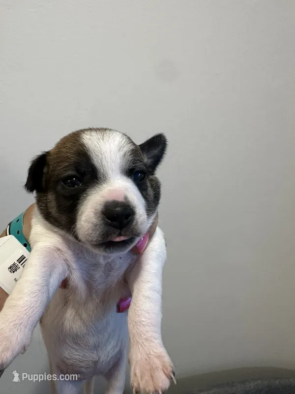 Chihuahua  – Chihuahua puppy for sale in Pensacola Station, FL