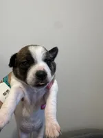Chihuahua female puppy , a female Chihuahua for sale in Pensacola Station, FL – 1 of 2