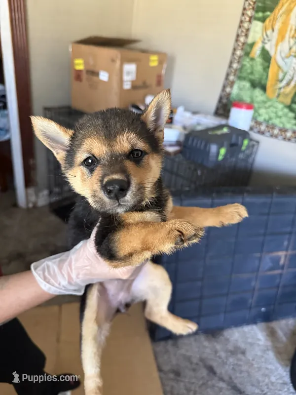Shiba Inu  – Shiba Inu puppy for sale in Havelock, NC