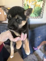 Shiba Inu , a female Shiba Inu for sale in Havelock, NC – 2 of 2