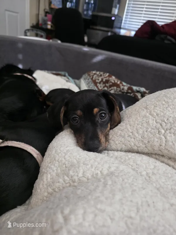 Cocoa – Chiweenie puppy for sale in Daytona Beach, FL