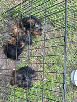 Boy 1, a male Yorkshire Terrier for sale in Havelock, NC – 5 of 5