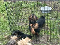 Boy 1, a male Yorkshire Terrier for sale in Havelock, NC – 4 of 5