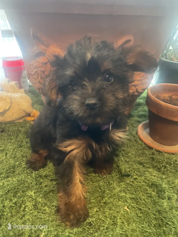 Girl – Yorkshire Terrier puppy for sale in Havelock, NC