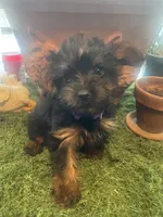 Girl, a female Yorkshire Terrier for sale in Havelock, NC – 1 of 2