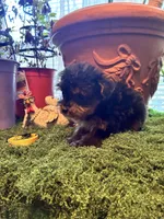 Cookie, a female Yorkshire Terrier for sale in Havelock, NC – Photo 4 of 6