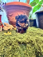 Cookie, a female Yorkshire Terrier for sale in Havelock, NC – Photo 5 of 6