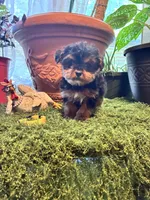 Cookie, a female Yorkshire Terrier for sale in Havelock, NC – Photo 3 of 6
