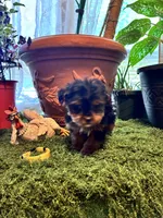 Cookie, a female Yorkshire Terrier for sale in Havelock, NC – Photo 2 of 6