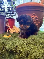 Cookie, a female Yorkshire Terrier for sale in Havelock, NC – Photo 1 of 6