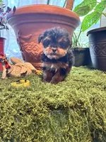 Cookie, a female Yorkshire Terrier for sale in Havelock, NC – Photo 6 of 6
