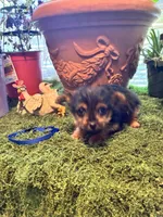 Bailey, a female Yorkshire Terrier for sale in Havelock, NC – Photo 4 of 4