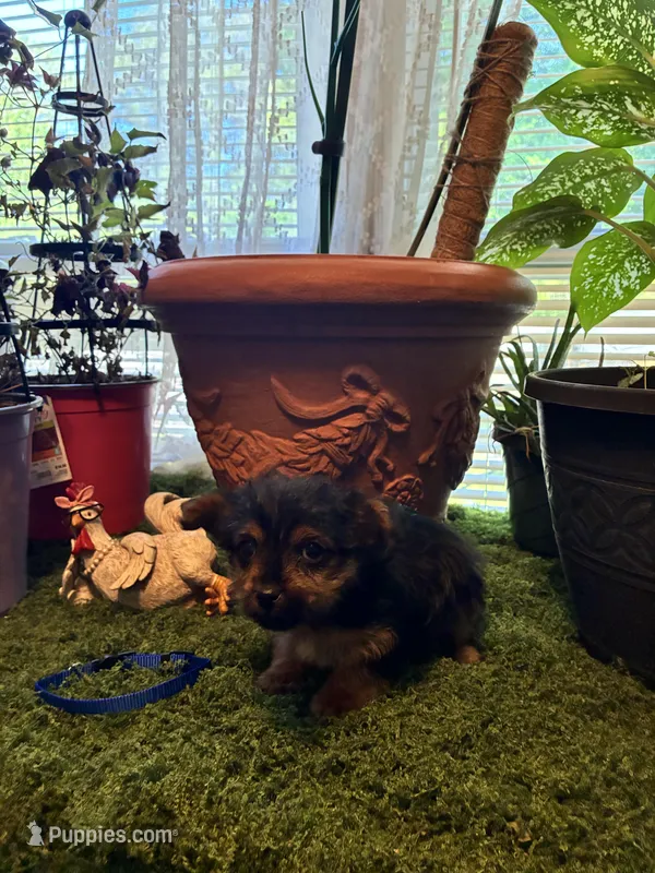Bailey – Yorkshire Terrier puppy for sale in Havelock, NC