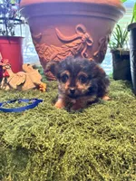 Bailey, a female Yorkshire Terrier for sale in Havelock, NC – Photo 3 of 4