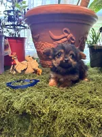 Bailey, a female Yorkshire Terrier for sale in Havelock, NC – Photo 2 of 4