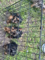 Boy 2, a male Yorkshire Terrier for sale in Havelock, NC – 4 of 5