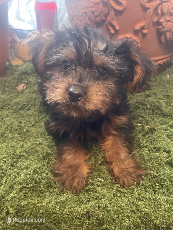 Boy 2 – Yorkshire Terrier puppy for sale in Havelock, NC