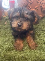 Boy 2, a male Yorkshire Terrier for sale in Havelock, NC – 1 of 2