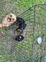 Boy 2, a male Yorkshire Terrier for sale in Havelock, NC – 5 of 5