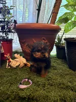 Pinky, a female Yorkshire Terrier for sale in Havelock, NC – Photo 3 of 6