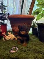 Pinky, a female Yorkshire Terrier for sale in Havelock, NC – Photo 4 of 6