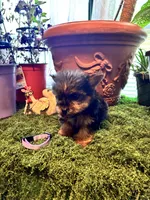 Pinky, a female Yorkshire Terrier for sale in Havelock, NC – Photo 5 of 6