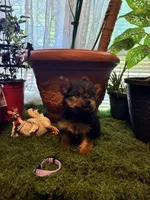 Pinky, a female Yorkshire Terrier for sale in Havelock, NC – Photo 1 of 6