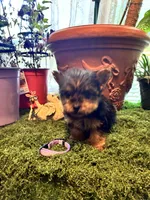 Pinky, a female Yorkshire Terrier for sale in Havelock, NC – Photo 6 of 6