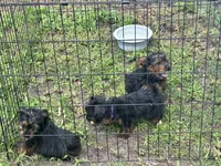 Boy 1, a male Yorkshire Terrier for sale in Havelock, NC – 3 of 5