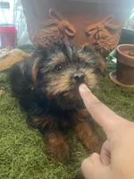 Boy 2, a male Yorkshire Terrier for sale in Havelock, NC – 2 of 2
