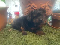 Girl, a female Yorkshire Terrier for sale in Havelock, NC – 2 of 2