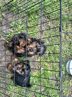 Boy 2, a male Yorkshire Terrier for sale in Havelock, NC – 3 of 5