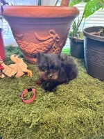 Pepper, a female Yorkshire Terrier for sale in Havelock, NC – Photo 5 of 7