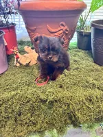 Pepper, a female Yorkshire Terrier for sale in Havelock, NC – Photo 6 of 7