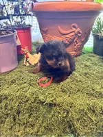 Pepper, a female Yorkshire Terrier for sale in Havelock, NC – Photo 4 of 7